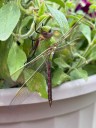What is this beautiful dragonfly?