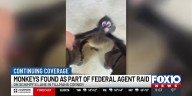 ‘Monkeys shouldn’t be pets:’ Federal agents raid Tillman’s Corner home with multiple monkeys