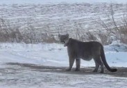 Mountain lion sighting prompts lockdown precautions at Duluth schools