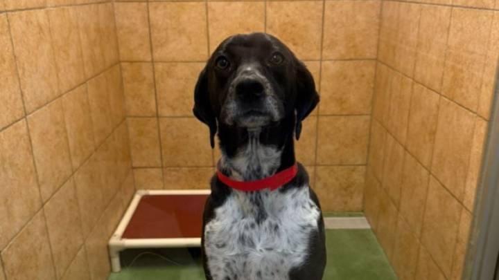 Pup’s Behavior At New York Daycare Shows Just How Far She’ll Go To Get Her Way
