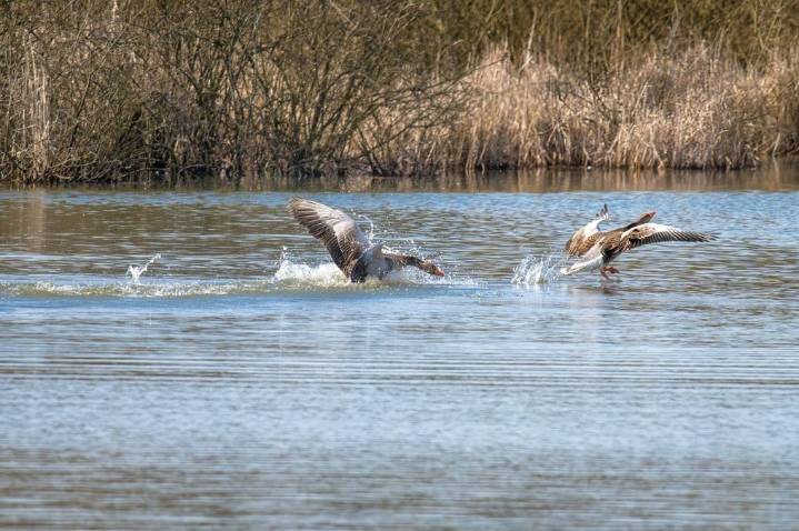 Odisha: A silent winter this year for Mayurbhanj as migratory birds skip ususal stopover