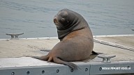 West Seattle Blog… | FOLLOWUP: About the sea-lion sightings at Don Armeni Boat Ramp