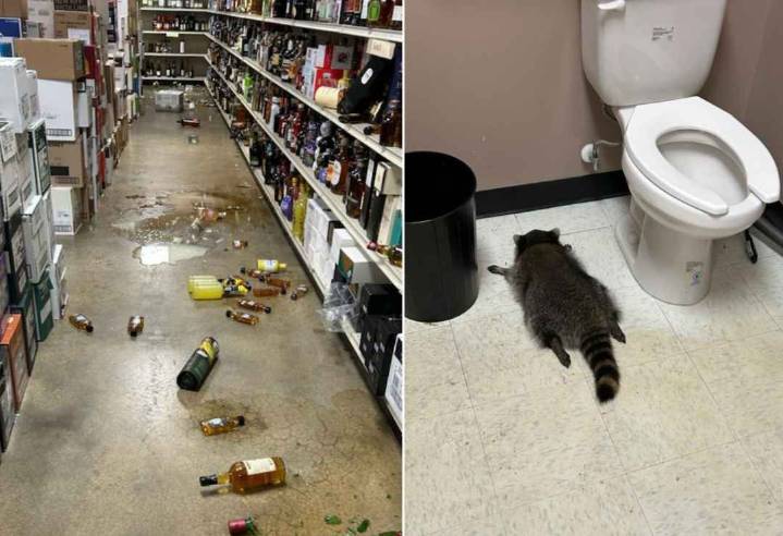 Trashed trash panda trashes liquor store