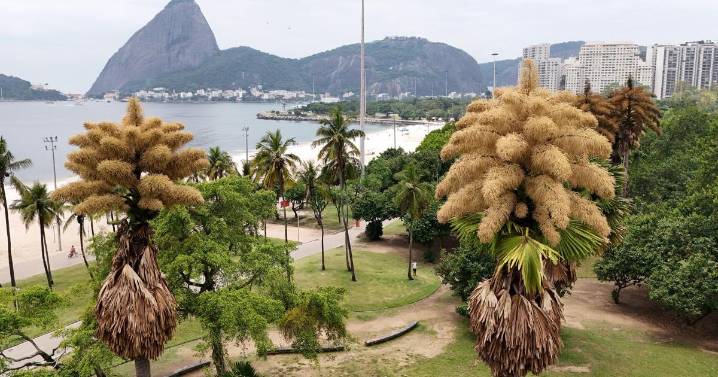 Decades-old palm trees in Rio de Janeiro flower for the first – and only – time