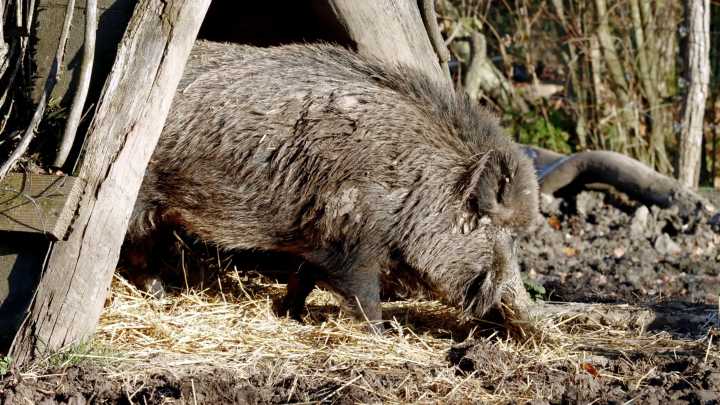 Aparecen más jabalíes fallecidos por peste porcina y Cataluña pide la UME
