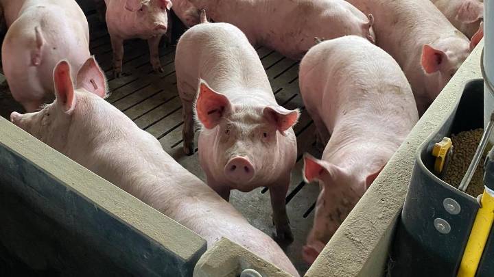 "Incertidumbre" y "nerviosismo" en Aragón por la peste porcina africana: "Es evidente que si cierran mataderos habrá excedente"