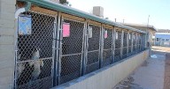 Mohave County eyes new animal shelter fees as puppy and kitten intakes surge