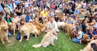 Multitudinaria reunión de perritos Golden Retriever rompe récord en Buenos Aires
