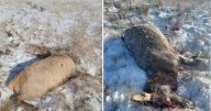 Two elk found poached near Georgetown Lake