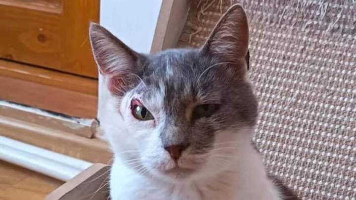 Meet Marley, The Viral 'Forever Suspicious' Homeless Cat No One Wants To Adopt