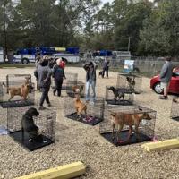 Fire at Northshore Humane Society in Covington leaves dogs in need of fostering