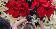 Make your home merry and bright with poinsettias and holiday cactuses. Here's how to care for them.