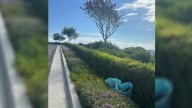 California Dog Walker Freezes At The Sound Of Desperate Whimpers From An Empty Pool