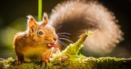 Red squirrel range increases 25% in Highlands following reintroduction project