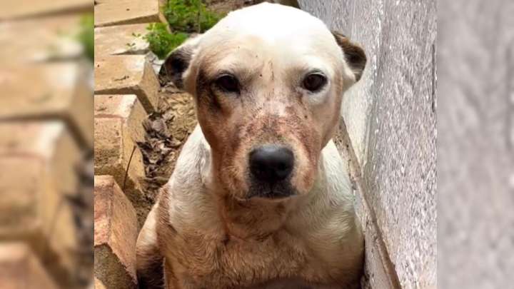 Woman Tracks Soft Whimpers In Texas And Makes A Stunning Discovery