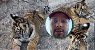 Encuentra a un cachorro de tigre en plena calle de la colonia Medina, en León, Guanajuato: “No es IA”