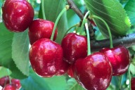 “Reacción violenta”. Un temporal con granizo destruyó más del 30% de la cosecha de cerezas en la cuna de la fruta
