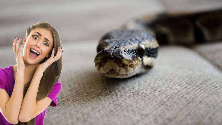 Serpientes en invierno: ¿cómo saber si hay una en tu casa?; esto es lo que buscan dentro