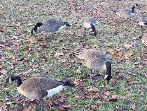 Two geese in Woodstock test positive for bird flu