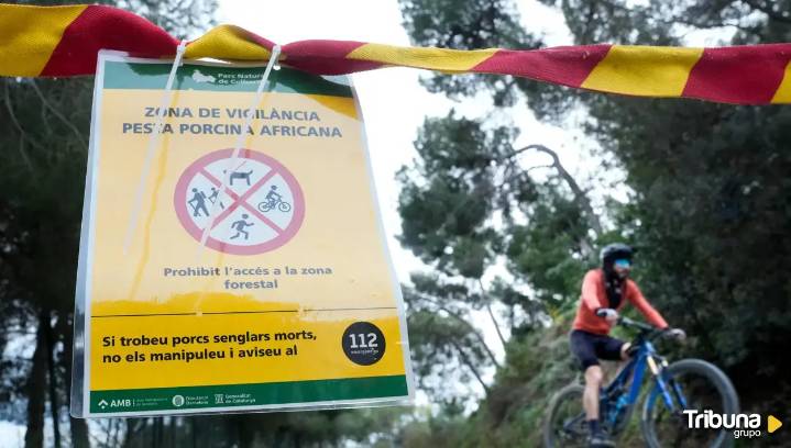 El cerco a la peste porcina se mantiene: sin rastro de ella en las 55 granjas de la zona de vigilancia