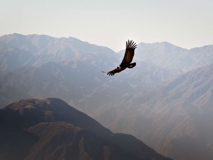 El increíble video de 90 cóndores andinos juntos en Mendoza
