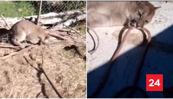 "Caso espeluznante": VIDEO muestra brutal maltrato a puma encadenado en Cochamó