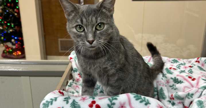 Pet of the Week: Russia