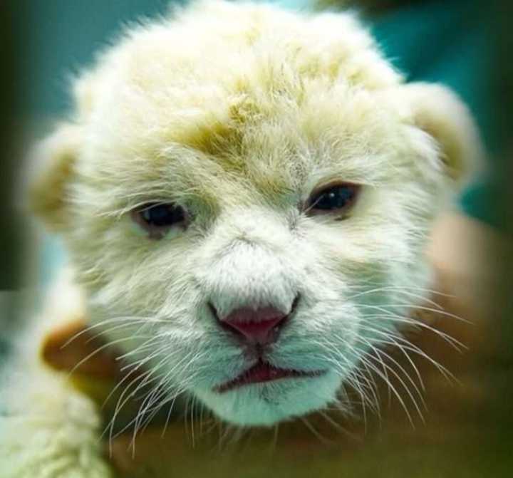 Murió uno de los dos cachorros de león blanco de que nacieron en el Zoológico de Las Delicias