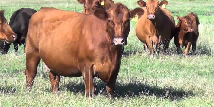 Una nueva etapa en la prevención de la brucelosis bovina en Argentina