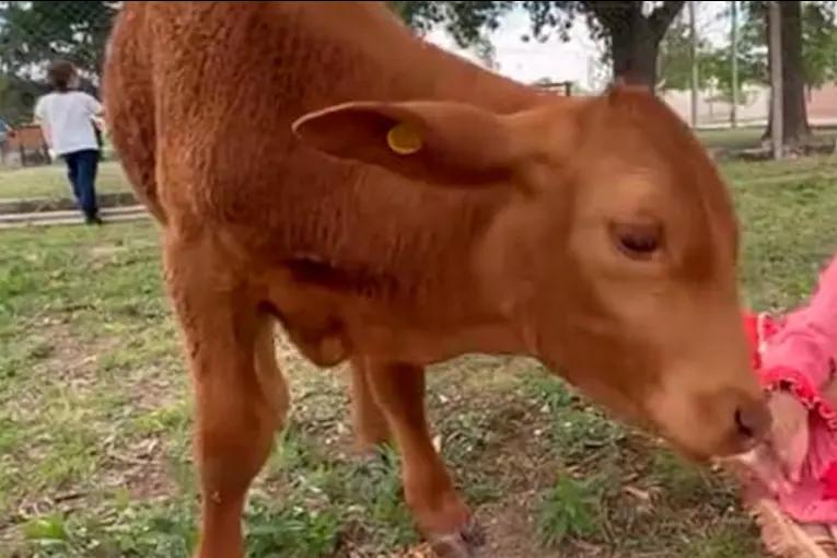 Delincuentes robaron un ternero, que era mascota de una escuela, y lo carnearon