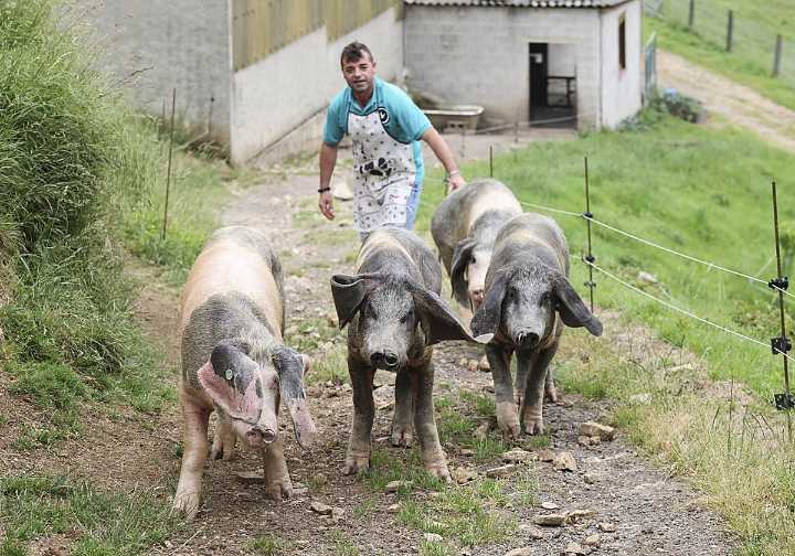 Los criadores de gochu asturcelta: «La preocupación es máxima. La peste porcina puede acabar con la raza en 24 horas»