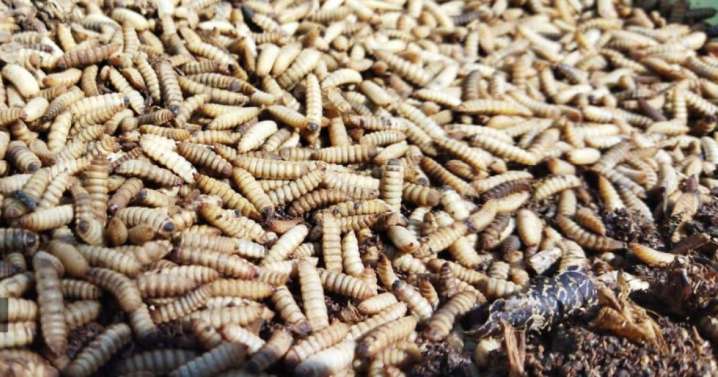 La larva de mosca soldado negra, un mercado en auge para el rural gallego