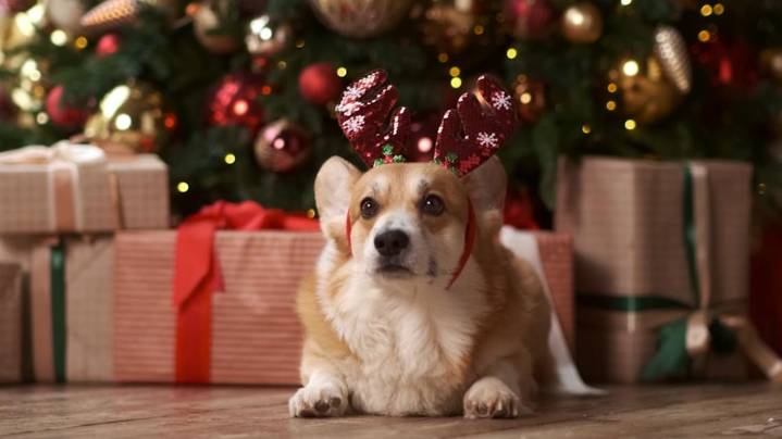 Gifts for people with pets from $10 to $150