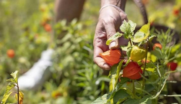 Asohofrucol prevé una cosecha de 16.038 toneladas de uchuva para el cierre de 2025