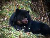 Nariño avanza en la protección del Oso Andino gracias a corredores ecológicos comunitarios