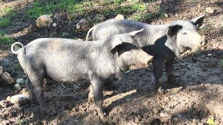El Gobierno investiga si el brote de peste porcina se ha generado en un laboratorio