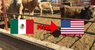 Cierre de exportación de ganado a EEUU por gusano barrenador deja pérdidas de 700 millones de dólares para México