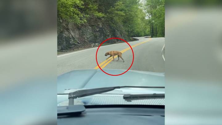 Pup Found Trembling On A Georgia Mountain Road Carries A Past That Breaks Every Heart