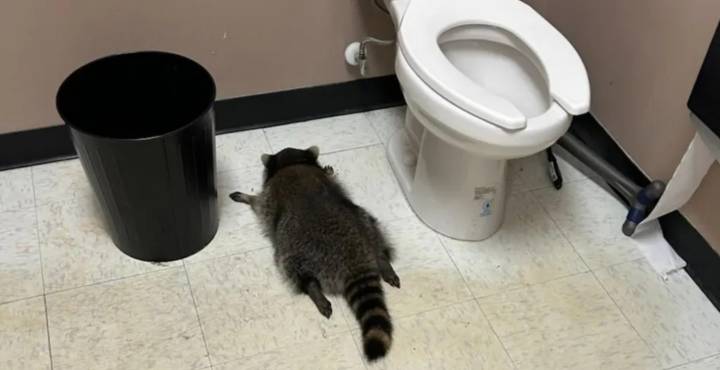 Raccoon Found Passed Out in Liquor Store Bathroom After Chugging Scotch