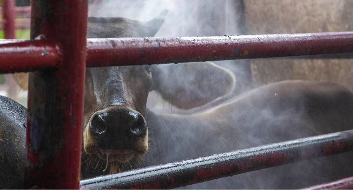 ¿Cómo combate México el regreso del gusano barrenador? Gobierno y ganaderos refuerzan acciones