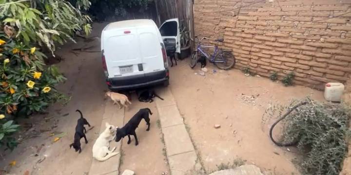 Horror en Lachigolo: Cae rastro clandestino que sacrificaba perros para vender su carne