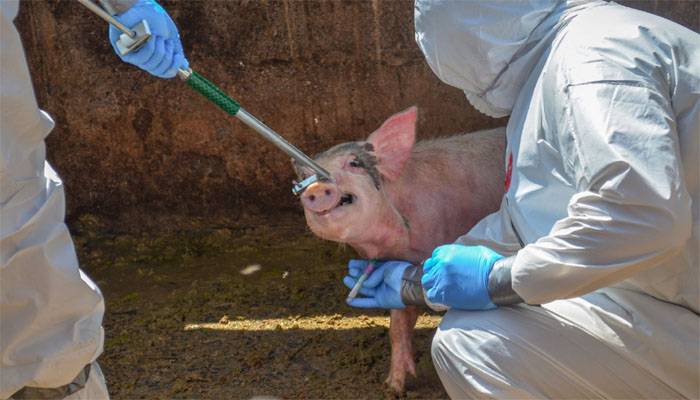 Alerta en España por el primer brote de peste porcina africana
