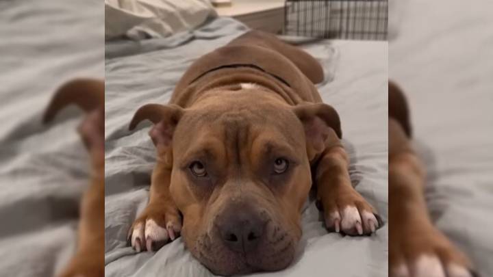 Texas Rescue Dog Overcomes Fear And Finds A Family Who Will Never Give Up On Her