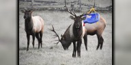Elk spotted with swing tangled in antlers in western North Carolina