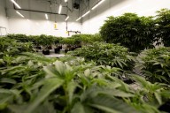 Virginia legislature gears up for retail cannabis market