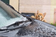 Knock Three Times on Your Car Hood This Winter; Here's Why