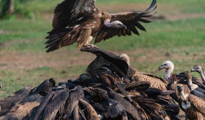 Wildlife group BNHS to reintroduce two vulture species in Assam in January