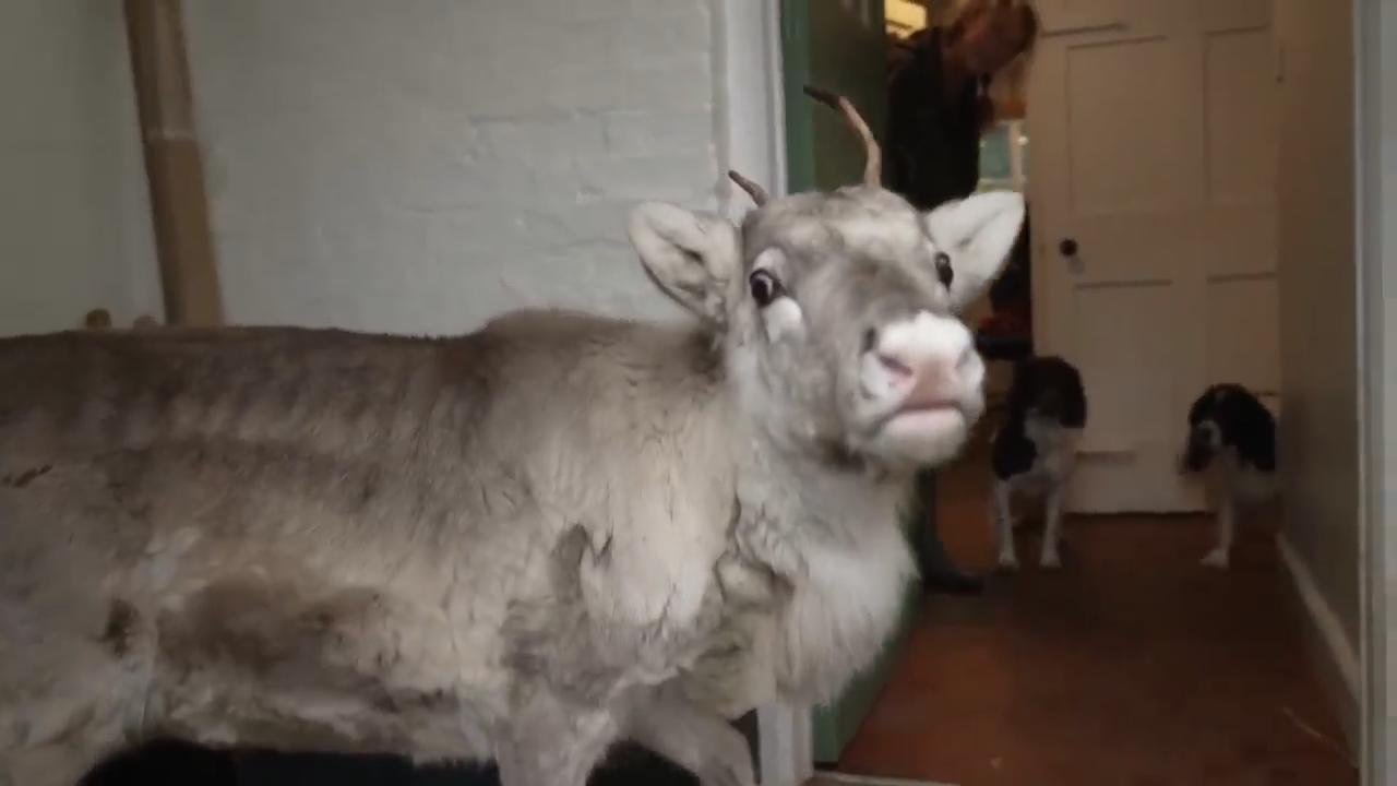 Lars the reindeer was raised in the house alongside dogs, he clearly thinks he is one