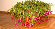 Desert Gardener: Christmas cactus is a special holiday plant