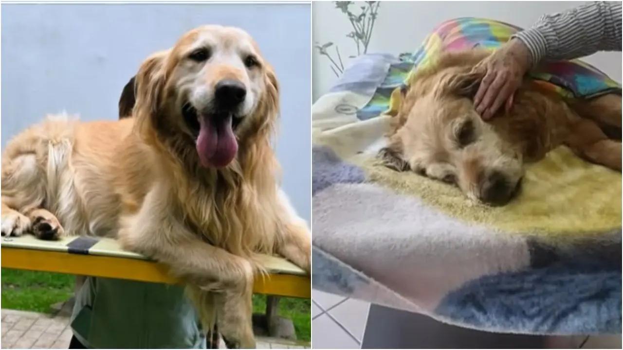 Alerta por envenenamiento de mascotas en el norte de Bogotá: perro de 14 años murió en Cedritos